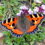 Babôčka pŕhľavová